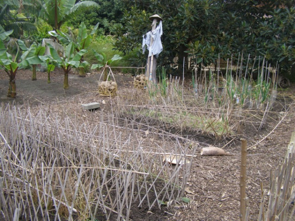 Part of the Elephant walk in Melbourne Zoo - Sumatran garden