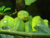 Snake in the melbourne zoo