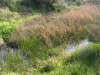 Wetland