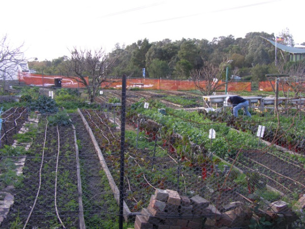 Ceres - community garden