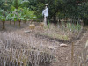 Part of the Elephant walk in Melbourne Zoo - Sumatran garden