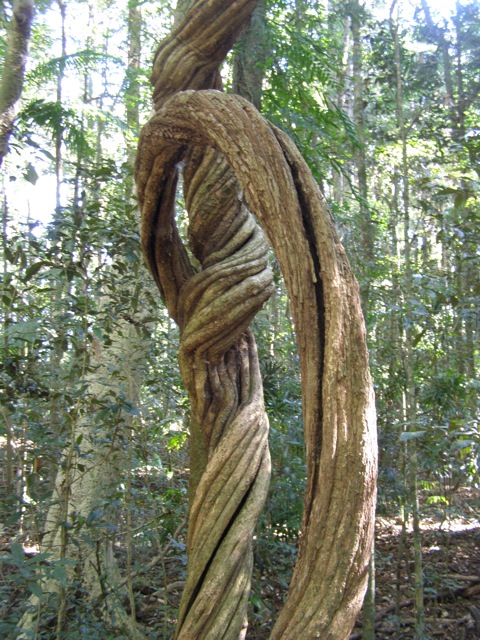 Wonga vine - and people grow these in their gardens!