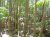 Palm grove