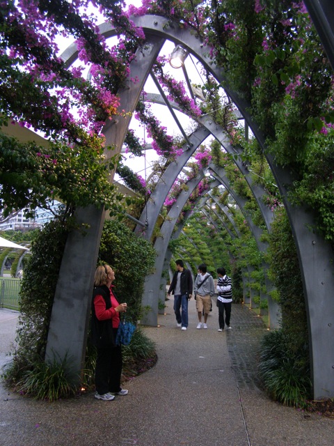 Brisbane -Grand Arbour. Don't walk too slowly under the ibis
