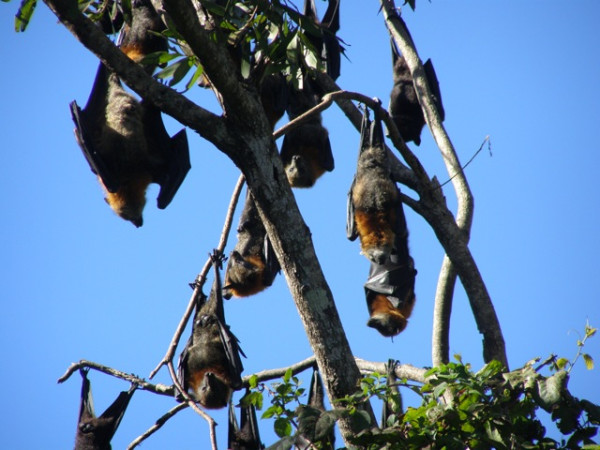 Bats on side of the highway