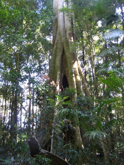 another amazing trunk, with pink leaves of White Bolly Gum
