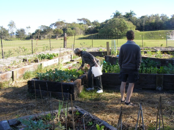 Bev watering the veges