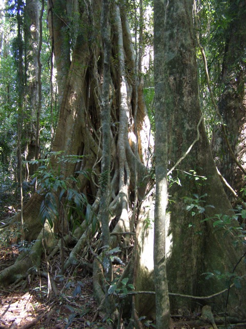 Big fig tree in Mary Cairncross Park - subtropical rainforest remnant