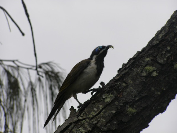 Blue faced honey eater