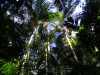 Palm Grove
