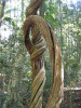 Wonga vine - and people grow these in their gardens!