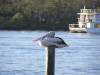 Pelican
