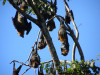 Bats on side of the highway