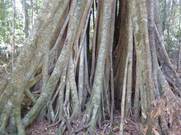 another amazing trunk