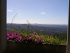 view from the Montville carpark - Blackall Range