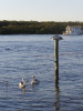 Pelicans