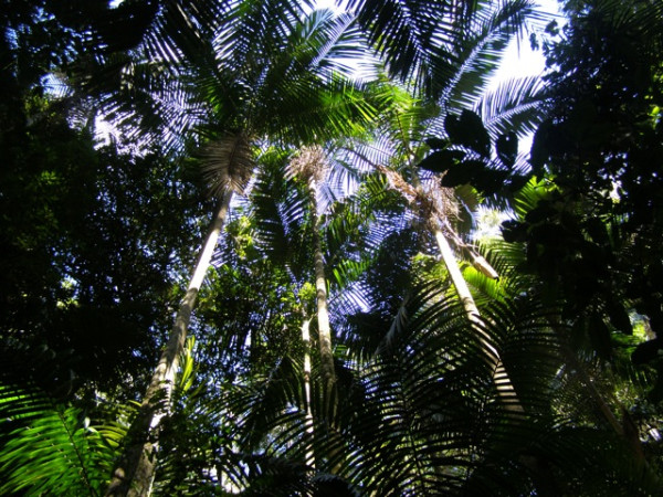 Palm Grove