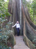 Huge old Moreton Bay fig - Fig Tree Walk - Blackall Range