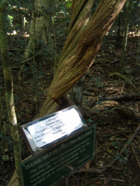 Wonga Vine