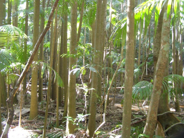 Palm grove