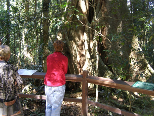 A big fig