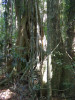 Big fig tree in Mary Cairncross Park - subtropical rainforest remnant