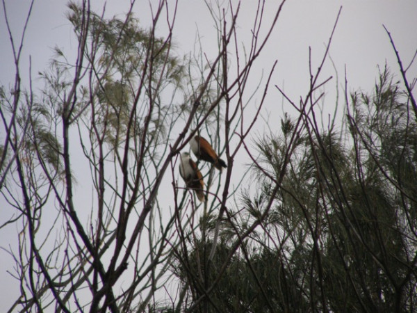 Brahminy kites at Peregian south beach