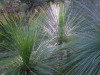grass trees in Bevs garden