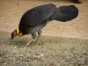 Brush turkey