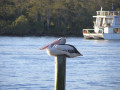 Pelican