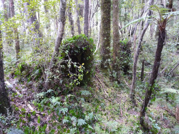 Tree trunks of trees cut down by Cook