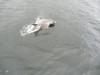 Bottlenose dolphin