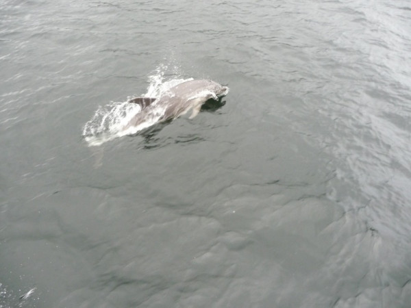 Bottlenose dolphin