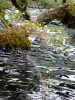 Earina autumnalis up the Seaforth River