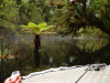 Up the Seaforth River