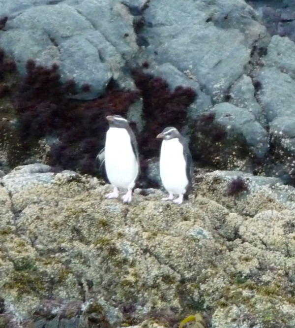 Fiordland Crested penguins