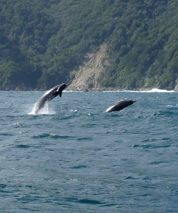 Beaked whales - possibly Arnoux?