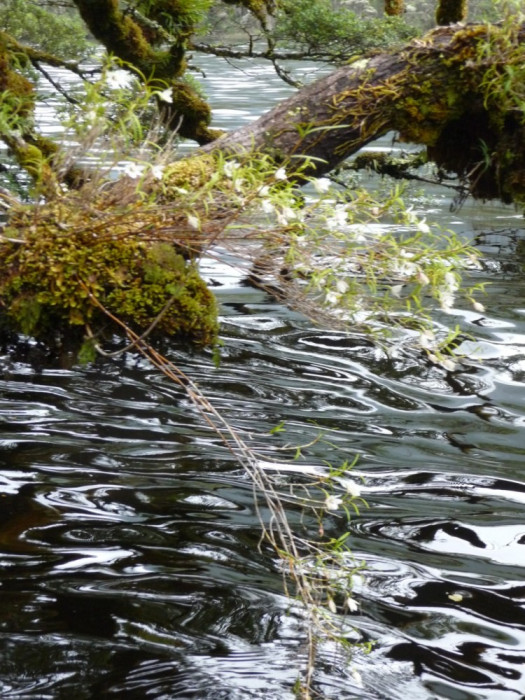 Earina autumnalis up the Seaforth River