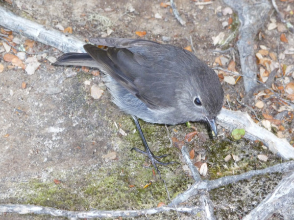 My lunch friend - robin