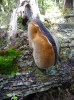 bracket fungus