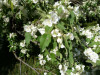 Mountain ribbonwood