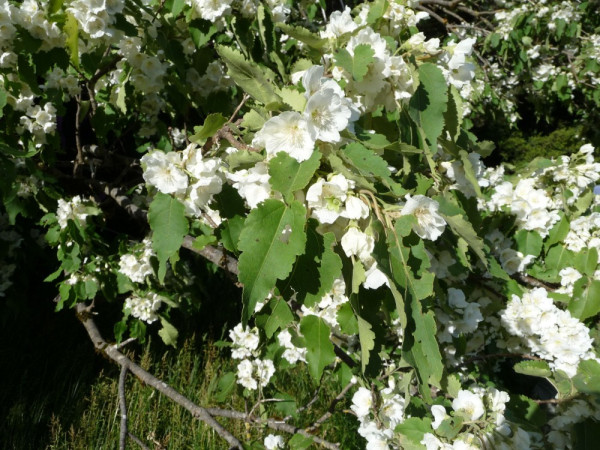 Mountain ribbonwood