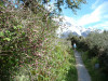 Kea Point walk