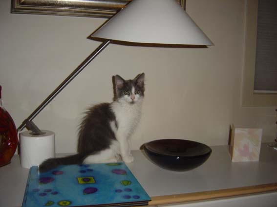 Ash about 2 months old