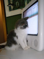 MacCat