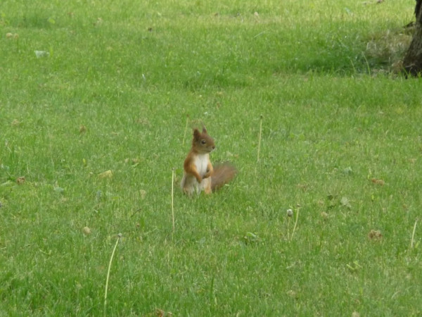 Finnish squirrel